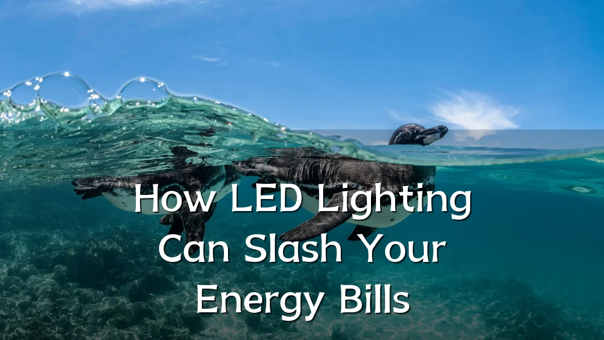 How LED Lighting Can Slash Your Energy Bills